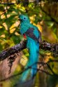 128 San Gerardo de Dota, quetzal